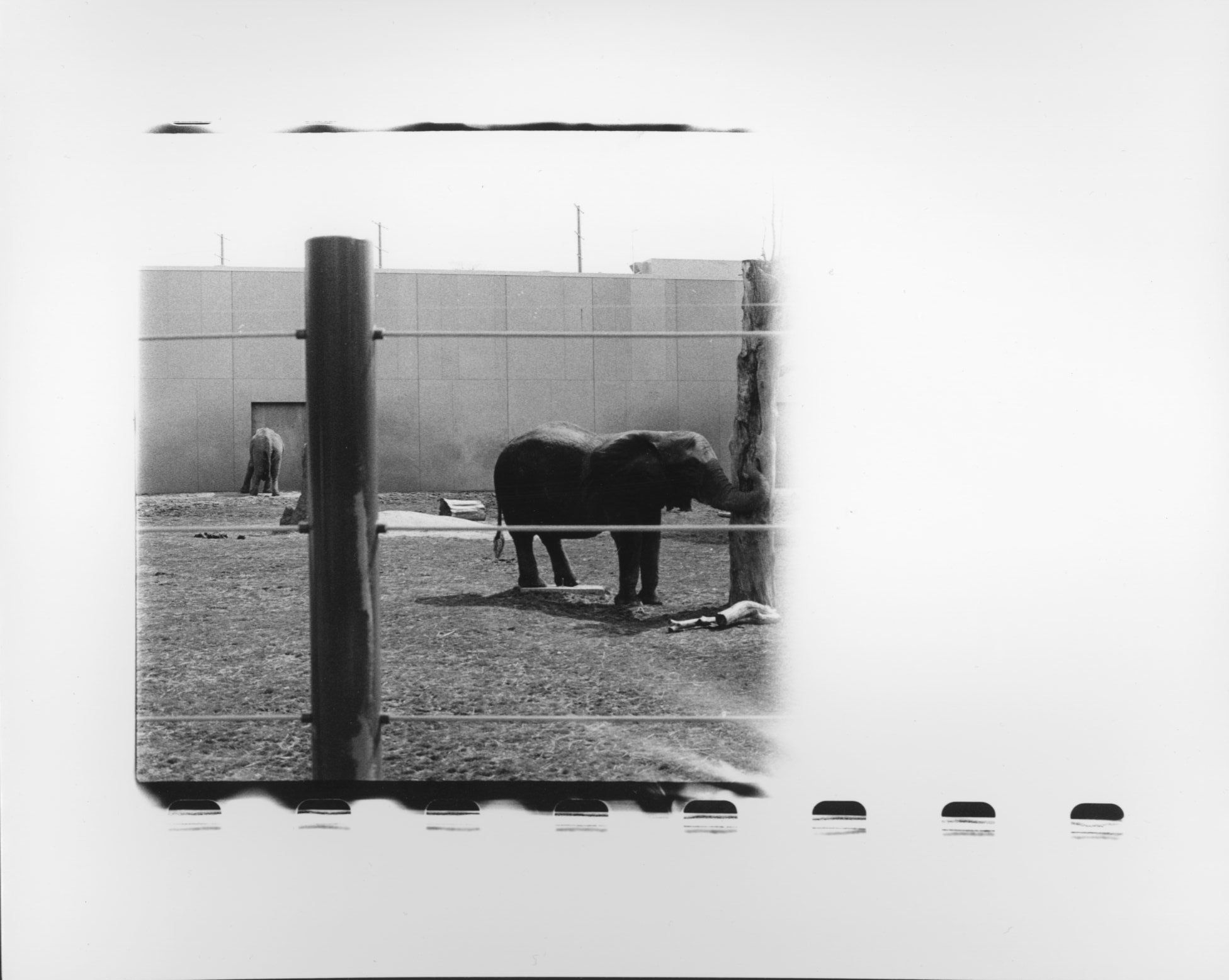 elephant film photograph