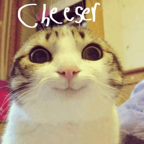 cheeser