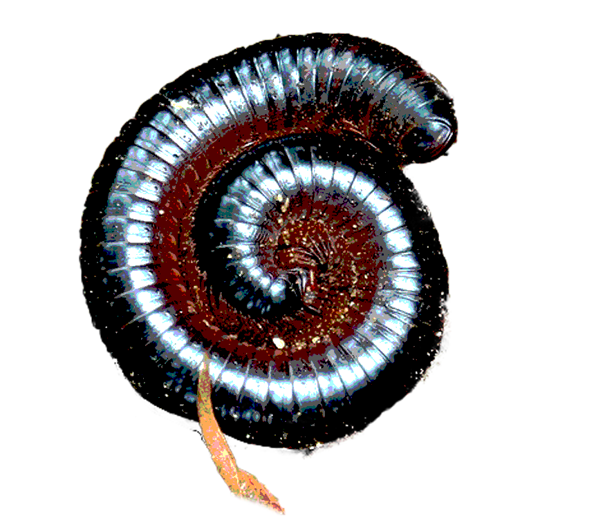 millipede